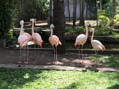 07B Pink flamingoes at the Hope Zoo Royal Botanical Hope Gardens Kingston Jamaica